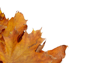 Image showing Colorful autumnal leaves