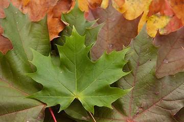 Image showing Colorful autumnal leaves