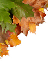 Image showing Colorful autumnal leaves