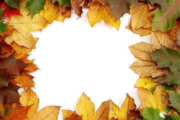 Image showing Colorful autumnal leaves