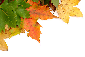 Image showing Colorful autumnal leaves