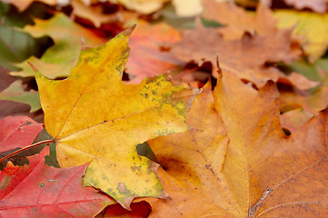 Image showing Colorful autumnal leaves