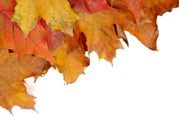 Image showing Colorful autumnal leaves