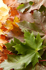 Image showing Colorful autumnal leaves