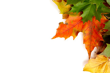 Image showing Colorful autumnal leaves