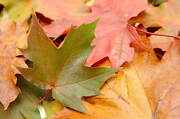 Image showing Colorful autumnal leaves