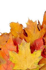 Image showing Colorful autumnal leaves