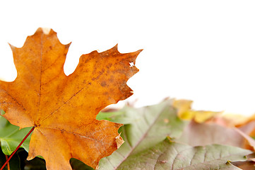 Image showing Colorful autumnal leaves