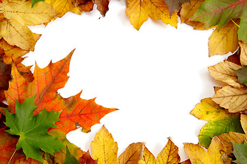 Image showing Colorful autumnal leaves