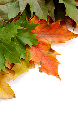 Image showing Colorful autumnal leaves