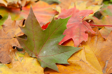 Image showing Colorful autumnal leaves