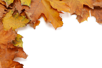 Image showing Colorful autumnal leaves