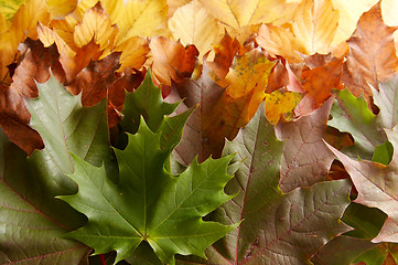 Image showing Colorful autumnal leaves