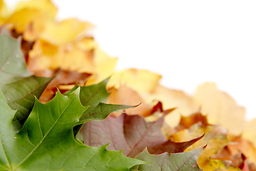 Image showing Colorful autumnal leaves