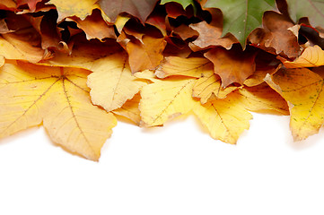 Image showing Colorful autumnal leaves