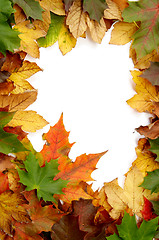 Image showing Colorful autumnal leaves