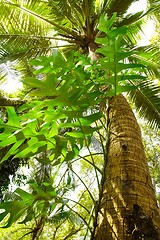 Image showing Giant Tree in the rain forest.