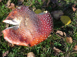 Image showing Fly agaric