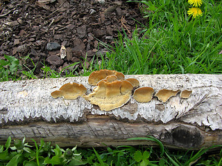 Image showing Mushroom on tree