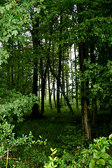 Image showing Forest in germany