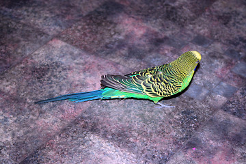 Image showing green parrot