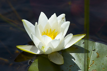 Image showing Water lily