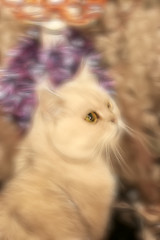 Image showing abstract cat