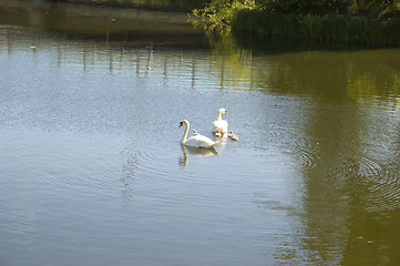 Image showing Free swans