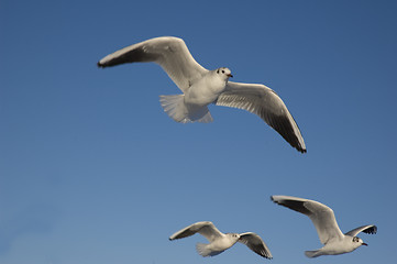 Image showing Flying seagulls.