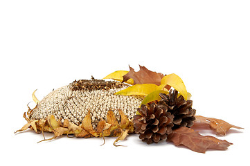 Image showing Autumnal leaves arragement