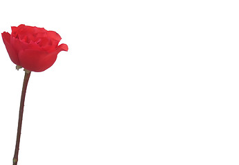 Image showing isolated red rose