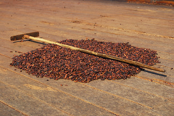 Image showing cocoa beans drying on the sun