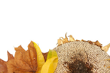 Image showing Autumnal leaves arragement