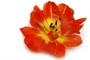 Image showing Tulip