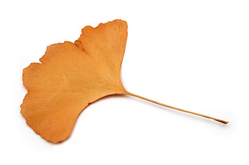 Image showing Ginkgo bilboa leaf