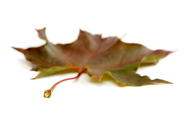 Image showing Leaf