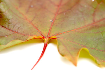 Image showing Leaf