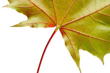 Image showing Leaf