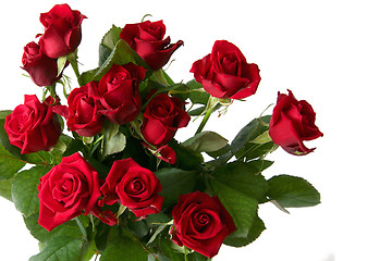 Image showing Red rose