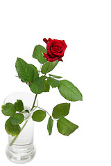 Image showing Red rose