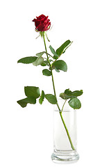 Image showing Red rose