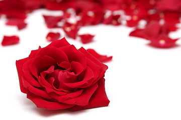 Image showing Red roses