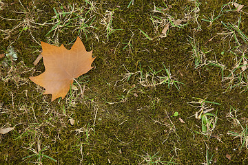 Image showing Autumn