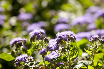 Image showing natural flowers