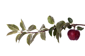 Image showing Fresh apple