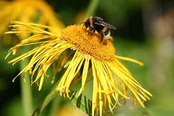 Image showing bumble-bee