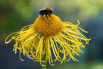 Image showing bumble-bee
