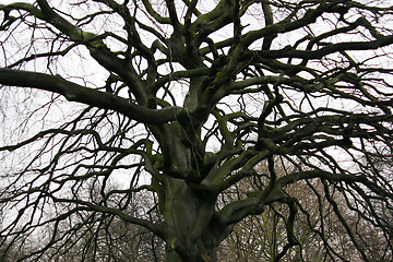 Image showing tree