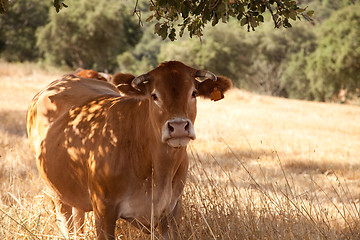 Image showing Cow