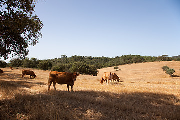 Image showing Cows in the farm